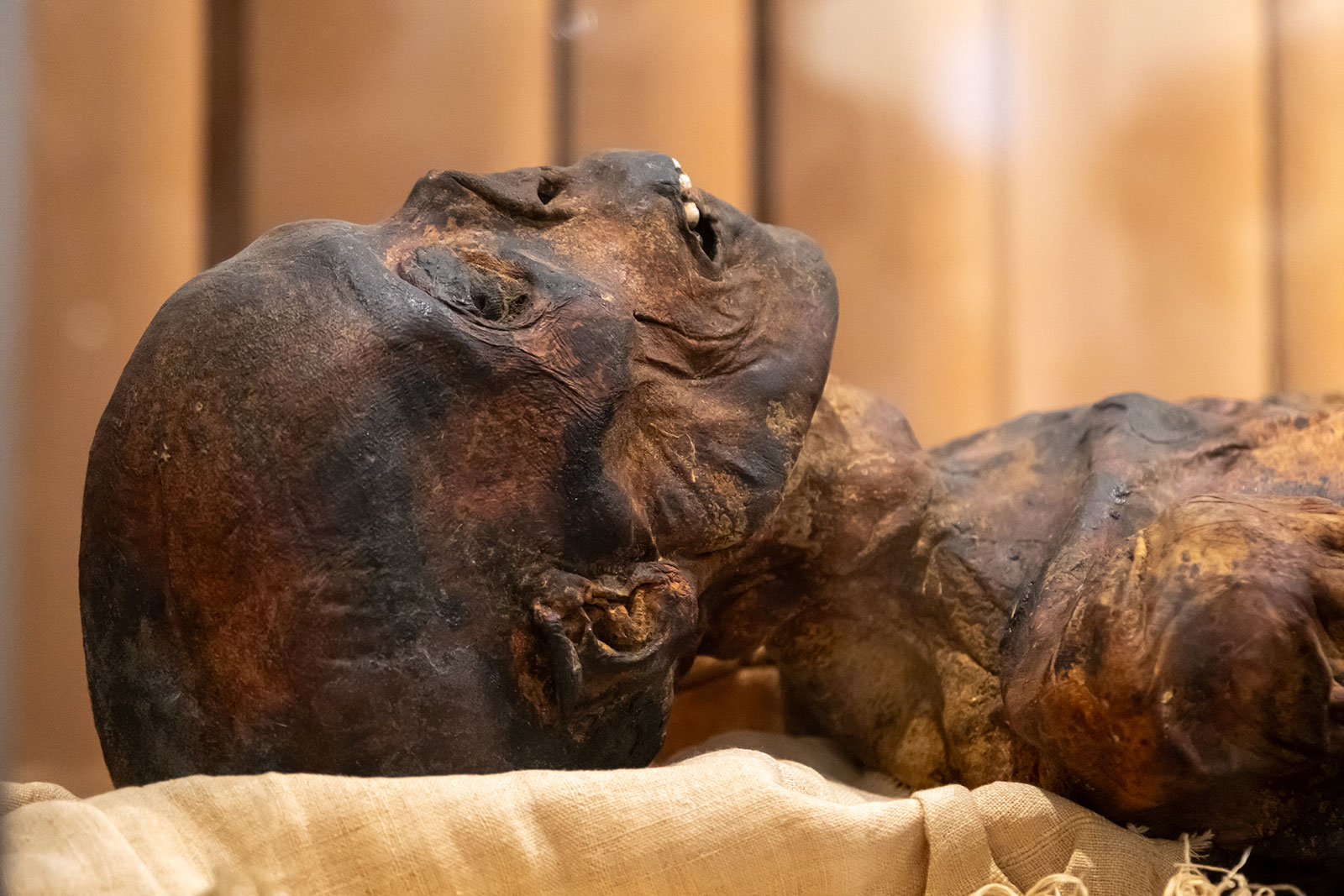 Голова мумия жреца Па-ди-ист в Эрмитаже